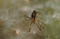 Cyrtophora_ZZXYX_D3546_Z_86_Mt Florence station_Australie